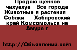 Продаю щенков чихуахуа - Все города Животные и растения » Собаки   . Хабаровский край,Комсомольск-на-Амуре г.